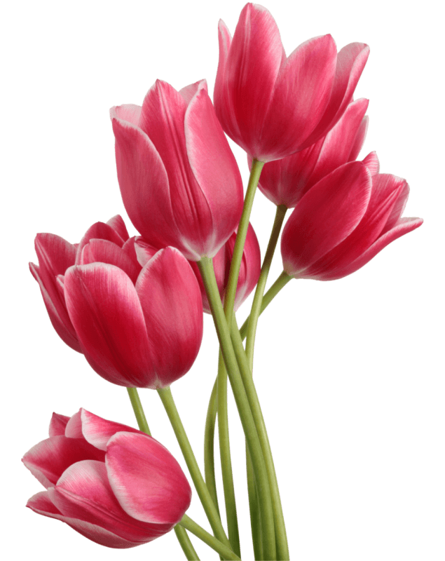 rose lily banner