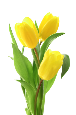 flowers-img