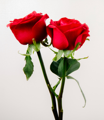flowers-img